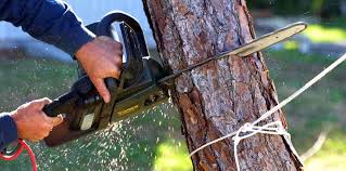 Best Storm Damage Tree Cleanup  in Thorntown, IN